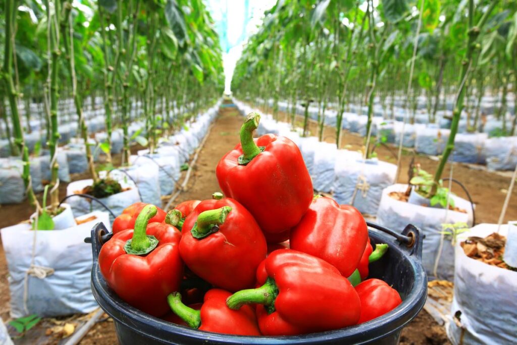 How Many Calories Are In Red Capsicum And Why It’s A Diet Favourite